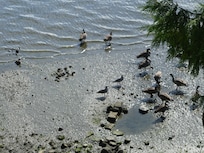 Waterfowl below the house
