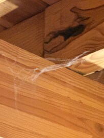 Cobwebs everywhere