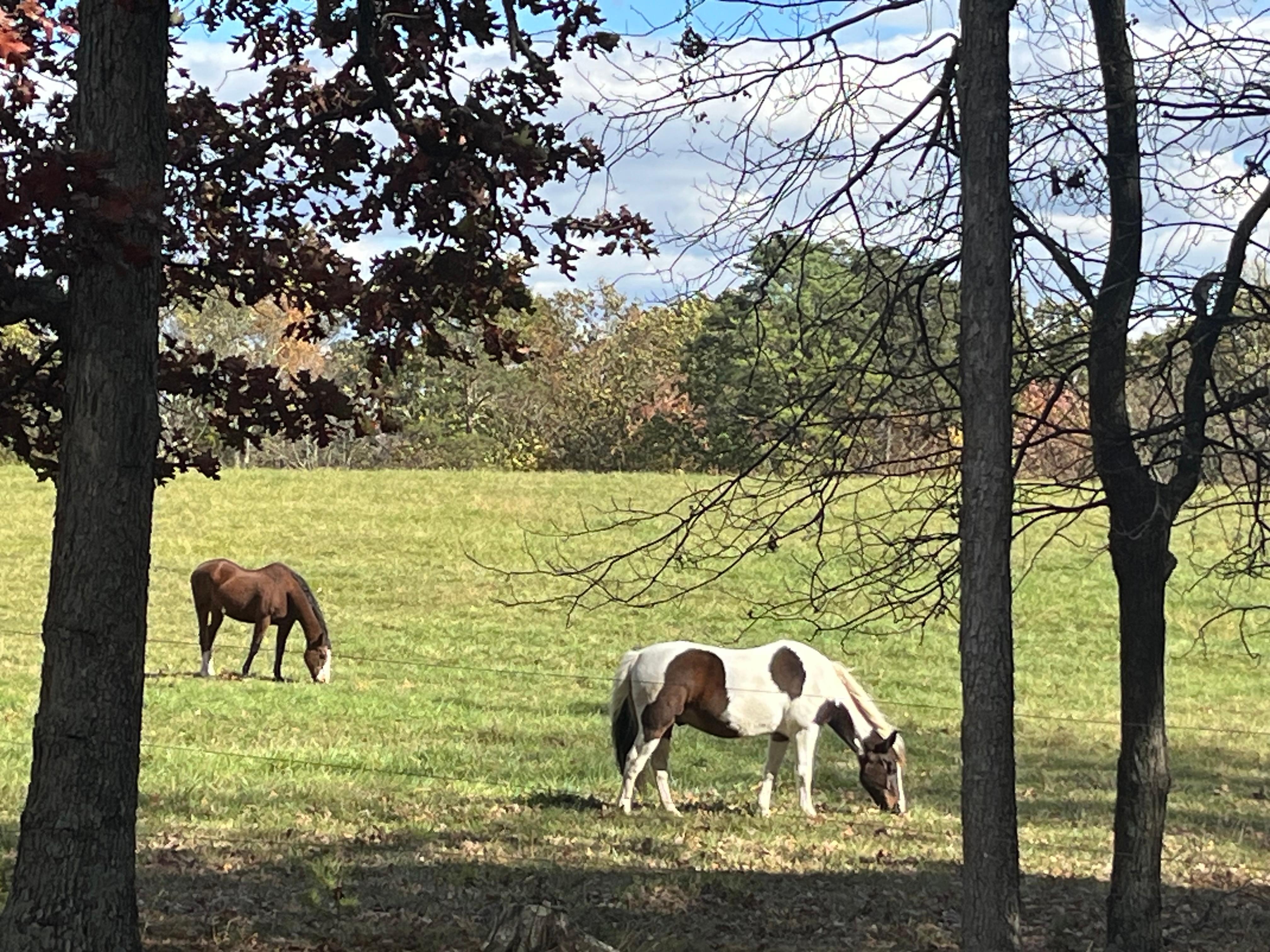 Horses in field behind cabin. 