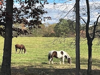 Horses in field behind cabin.
