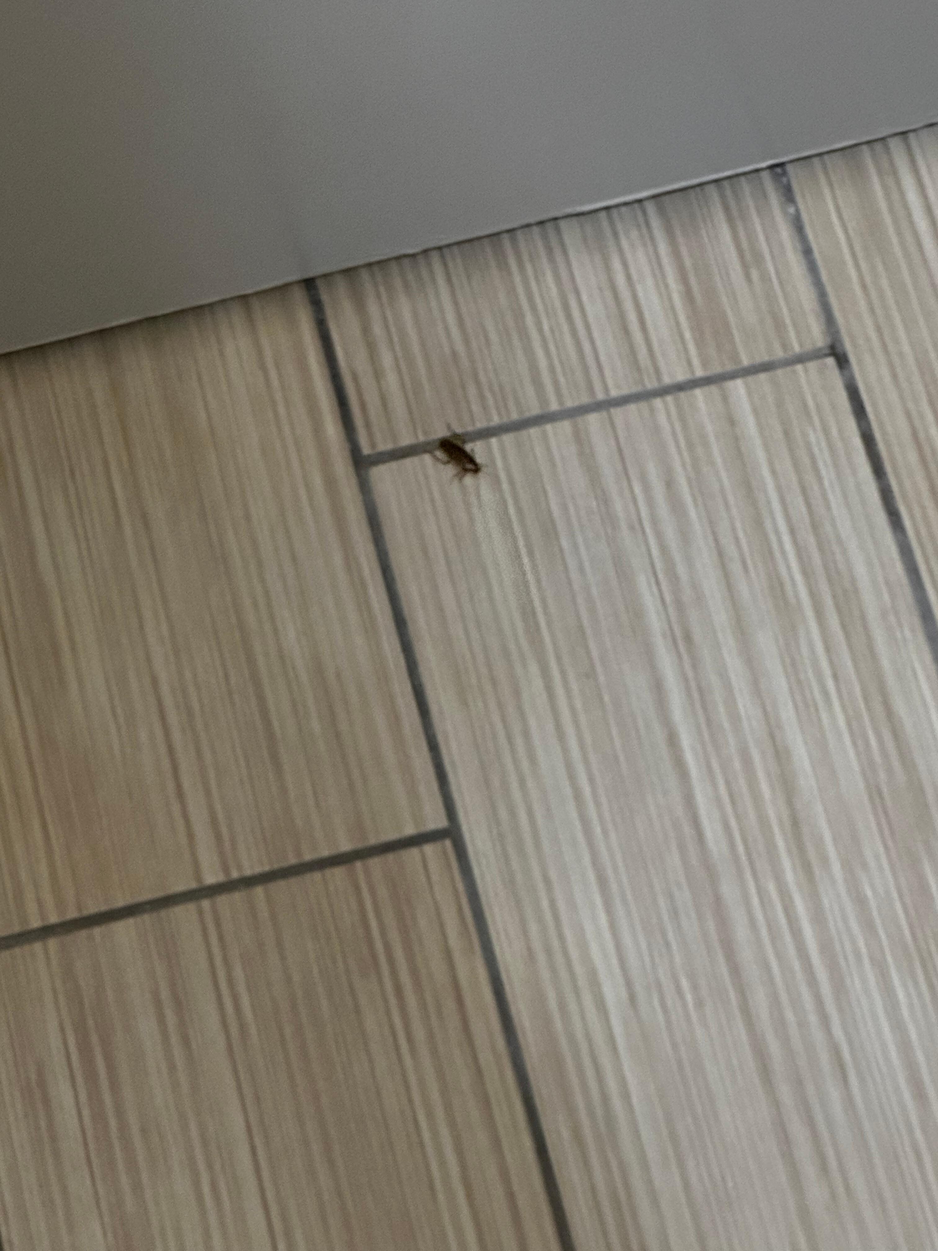 Roach