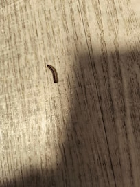 Chambre proposé au rez de chaussée