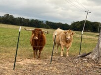 Local neighbors