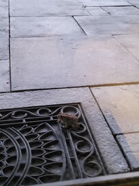 Little frog friend who came to visit!