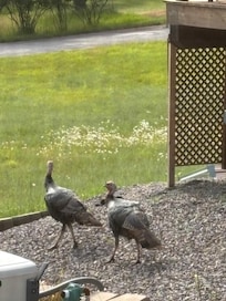 Turkey visitors
