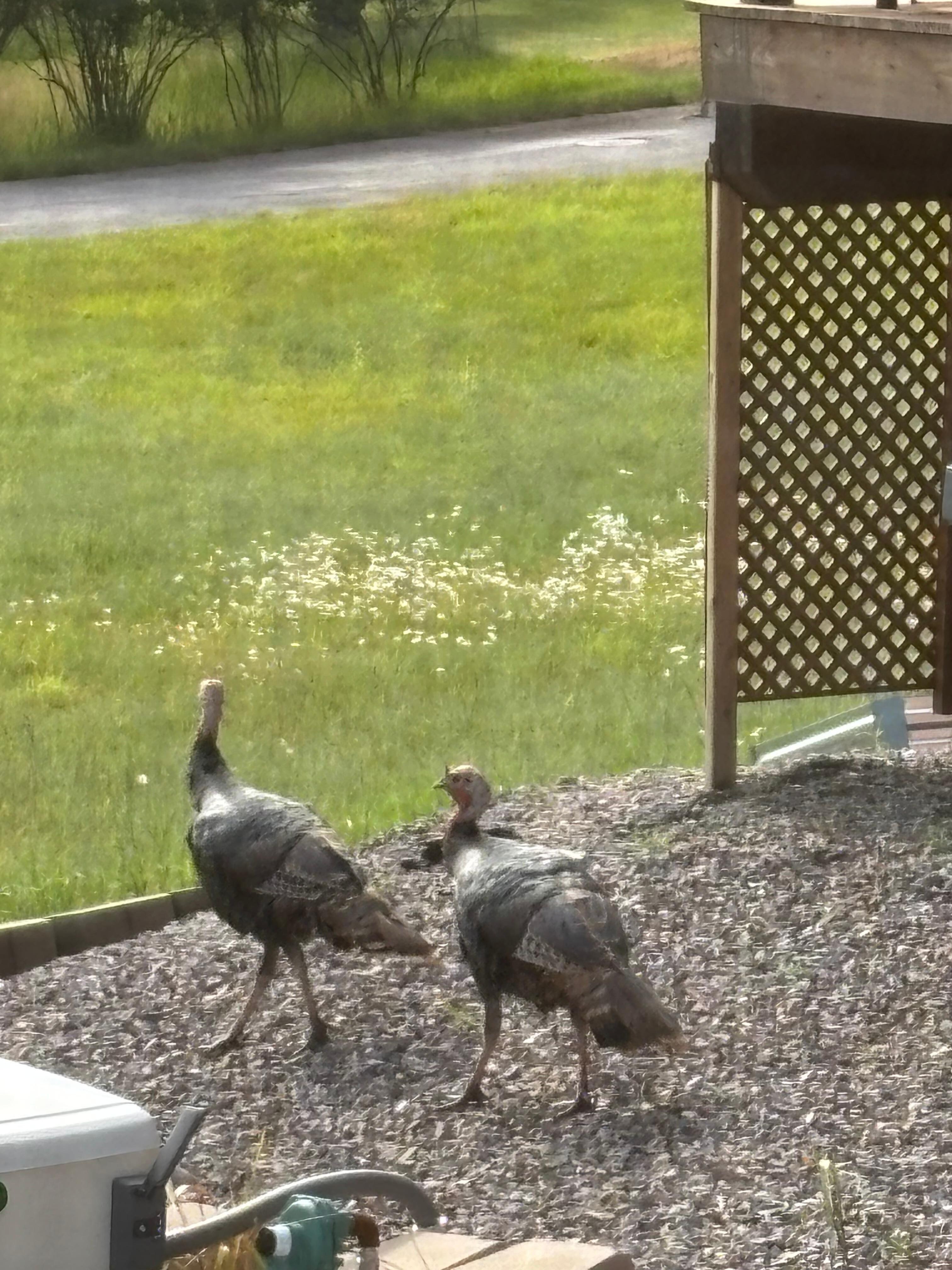 Turkey visitors