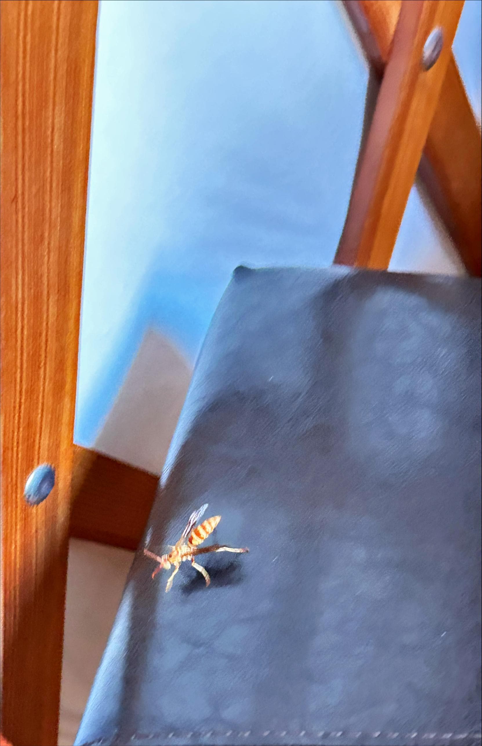 Wasp on the seat at the dinner table.