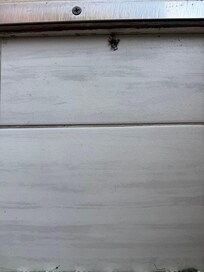 Spiders