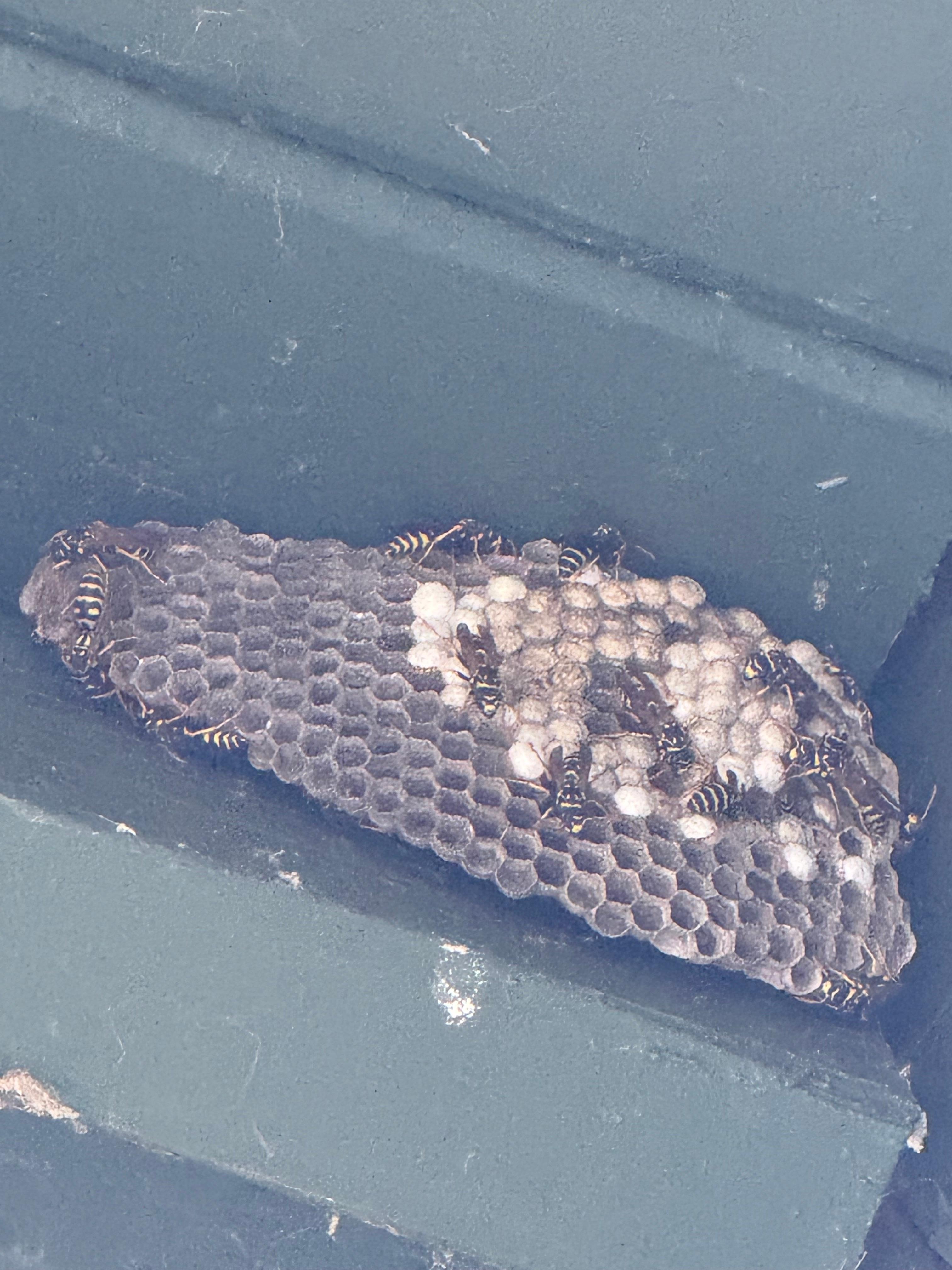 Wasp nest right outside pool house 