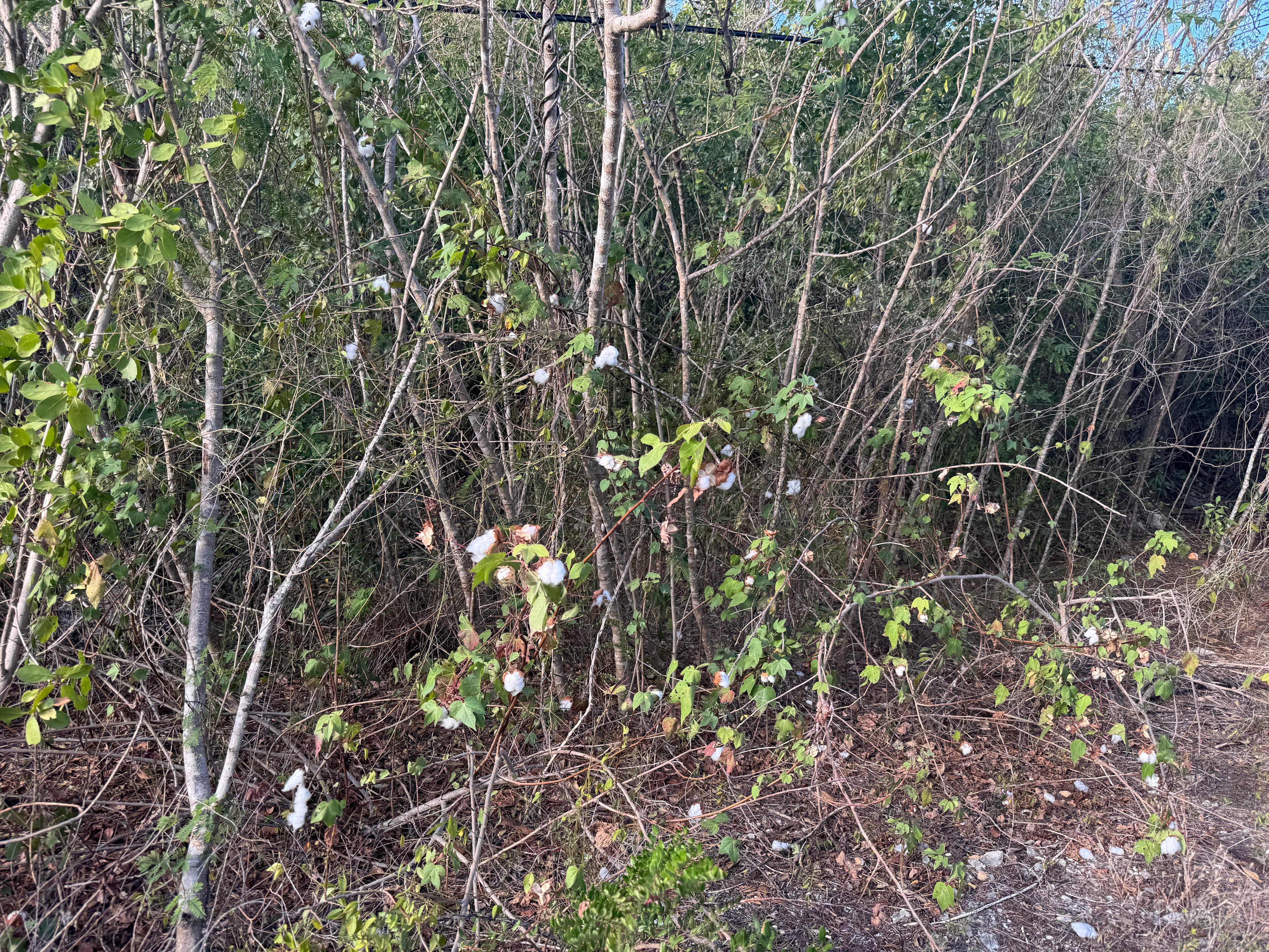 Wild Cotton growing along road to Three Mary Cays 