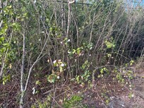 Wild Cotton growing along road to Three Mary Cays
