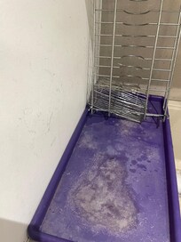 Shower floor