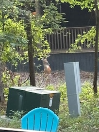 Deer out the door in the morning time