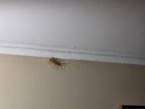 Huge bugs