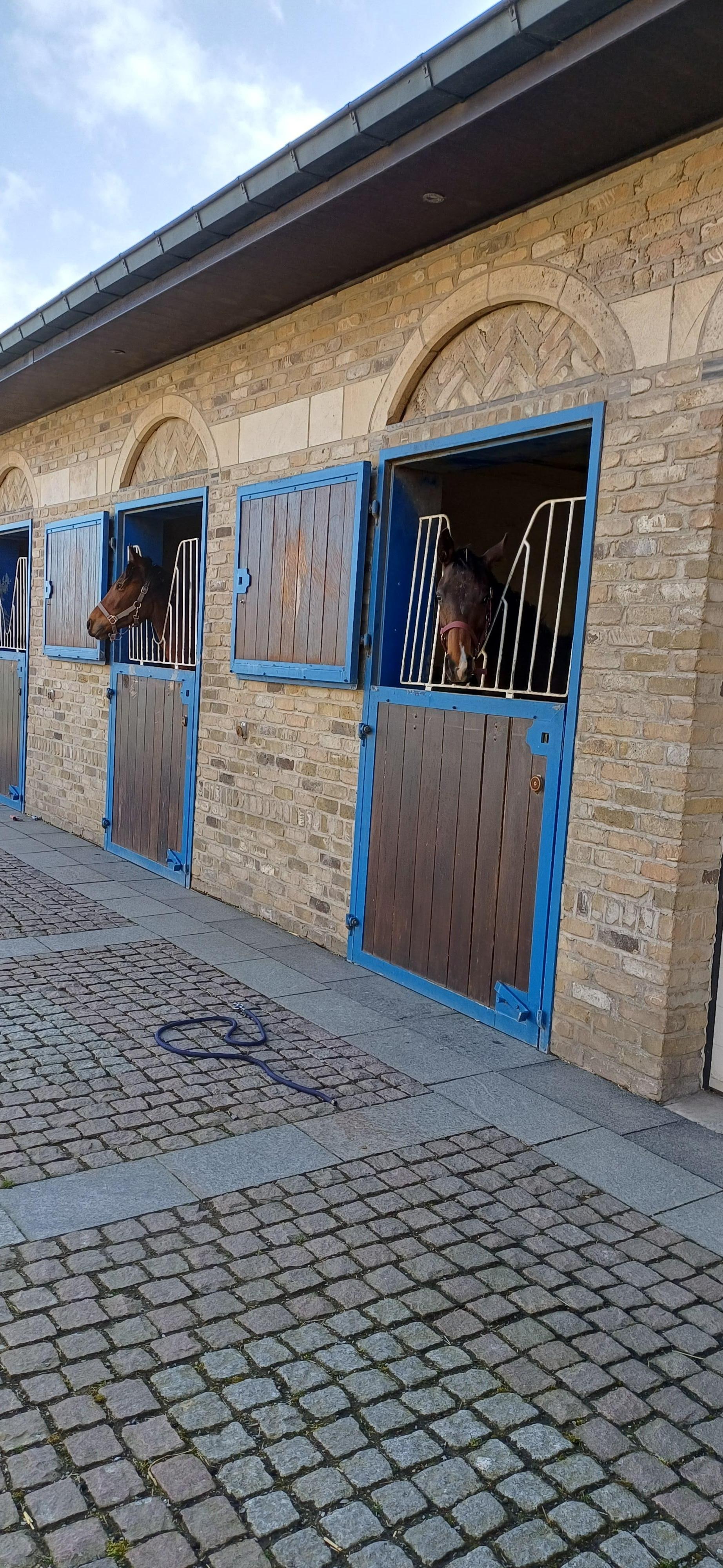 Fascinating to say hello to these in the morning 