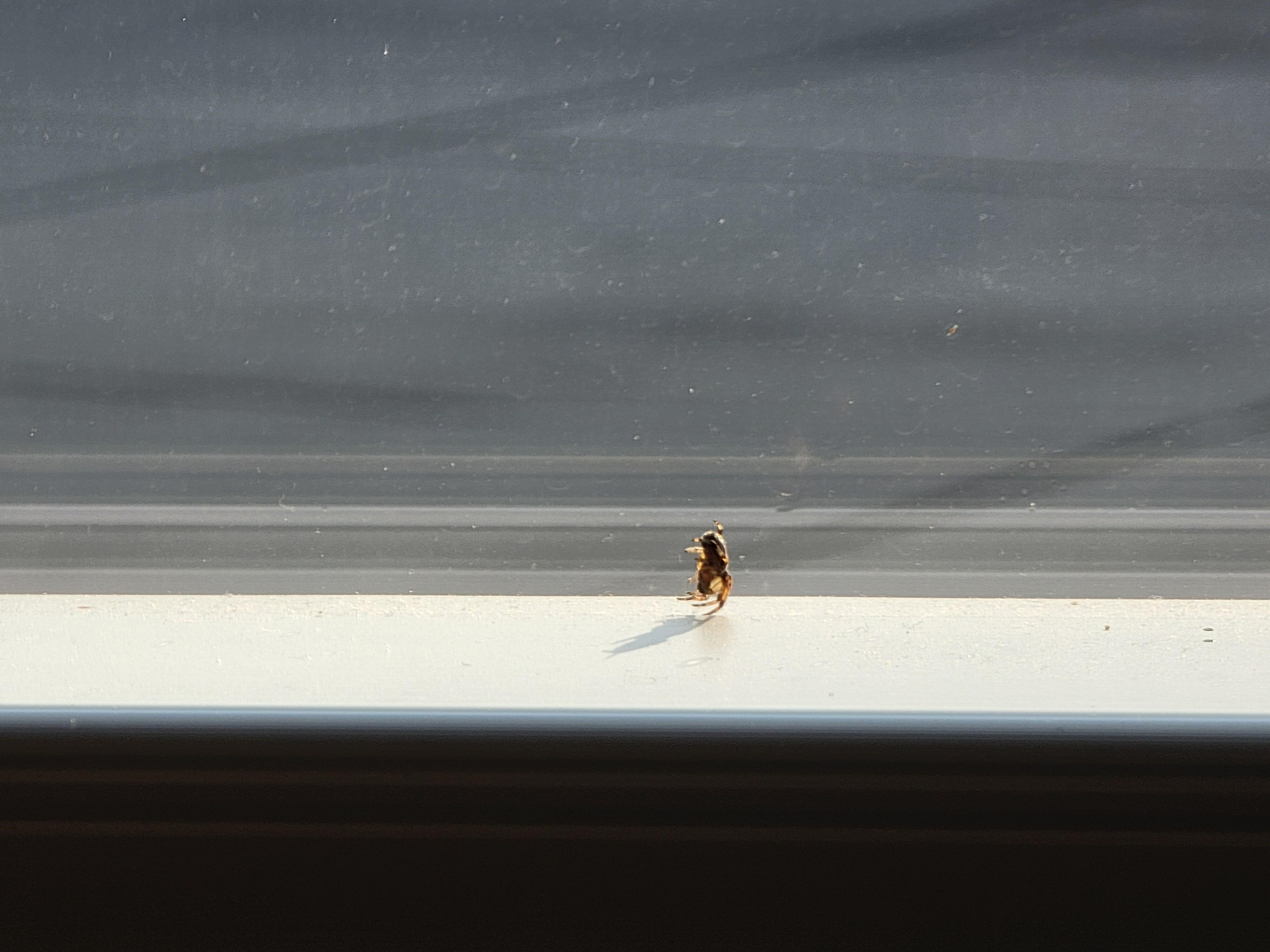 Spider at restaurant next to our table 