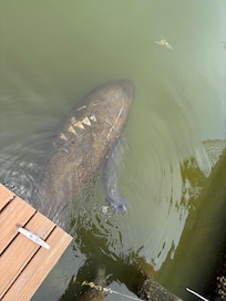 Manatees