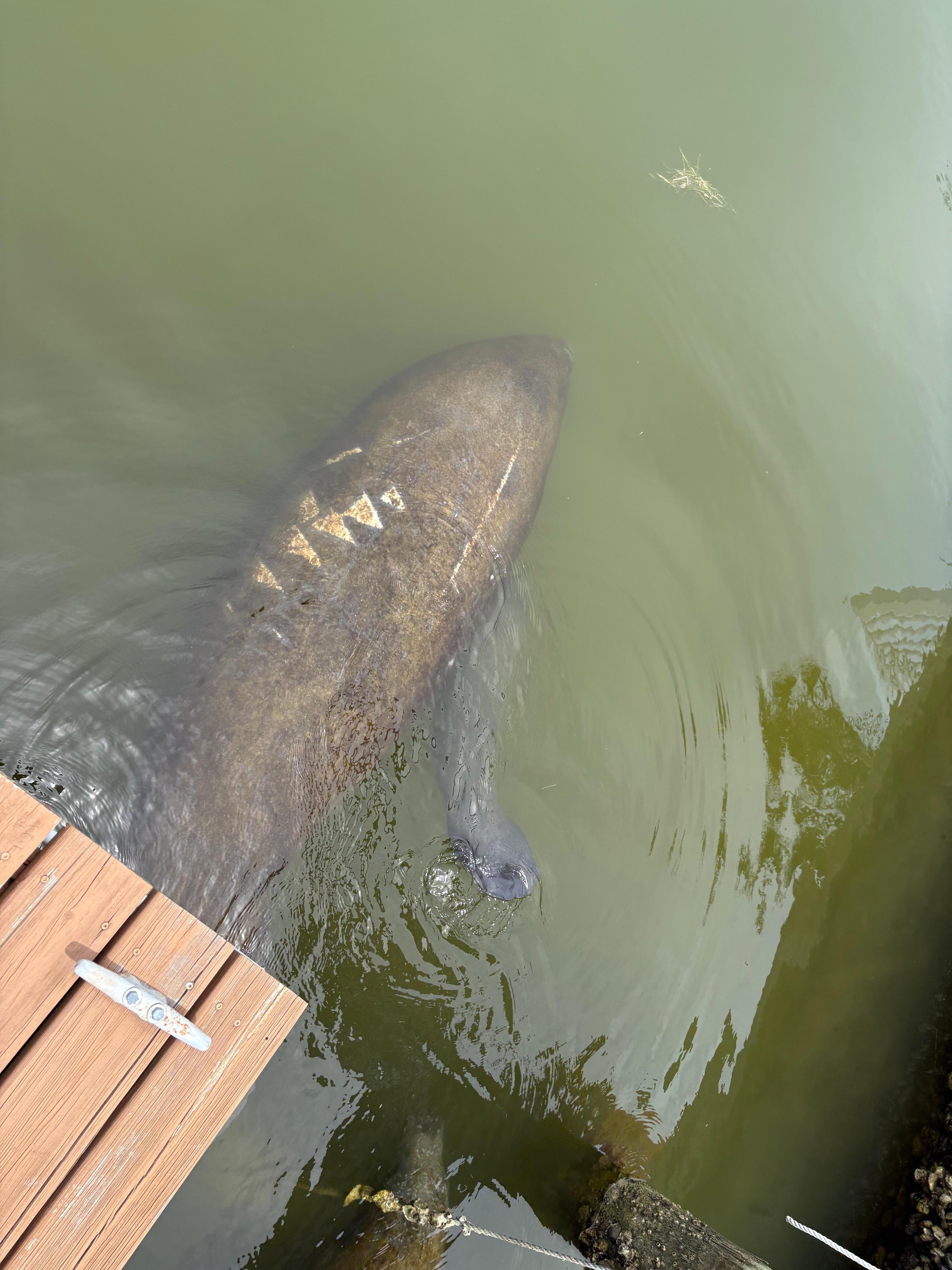 Manatees