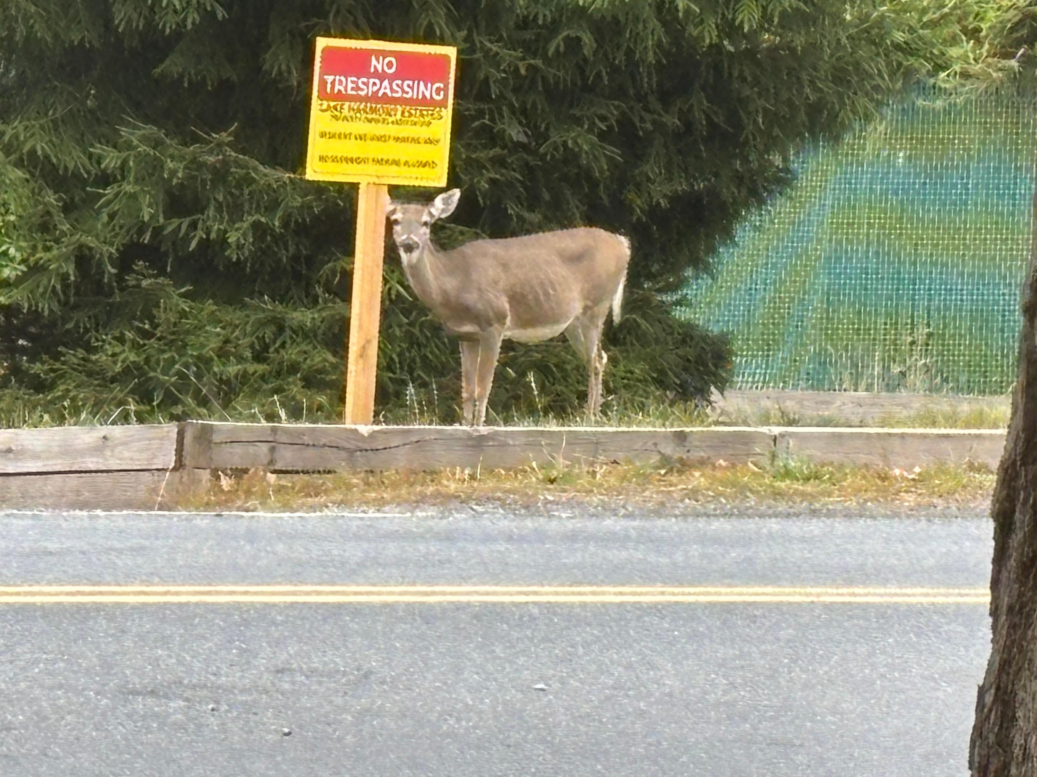 Friendly wild life can't read signs. 😉