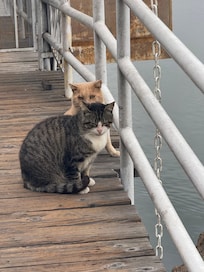 Cat colony near the hotel