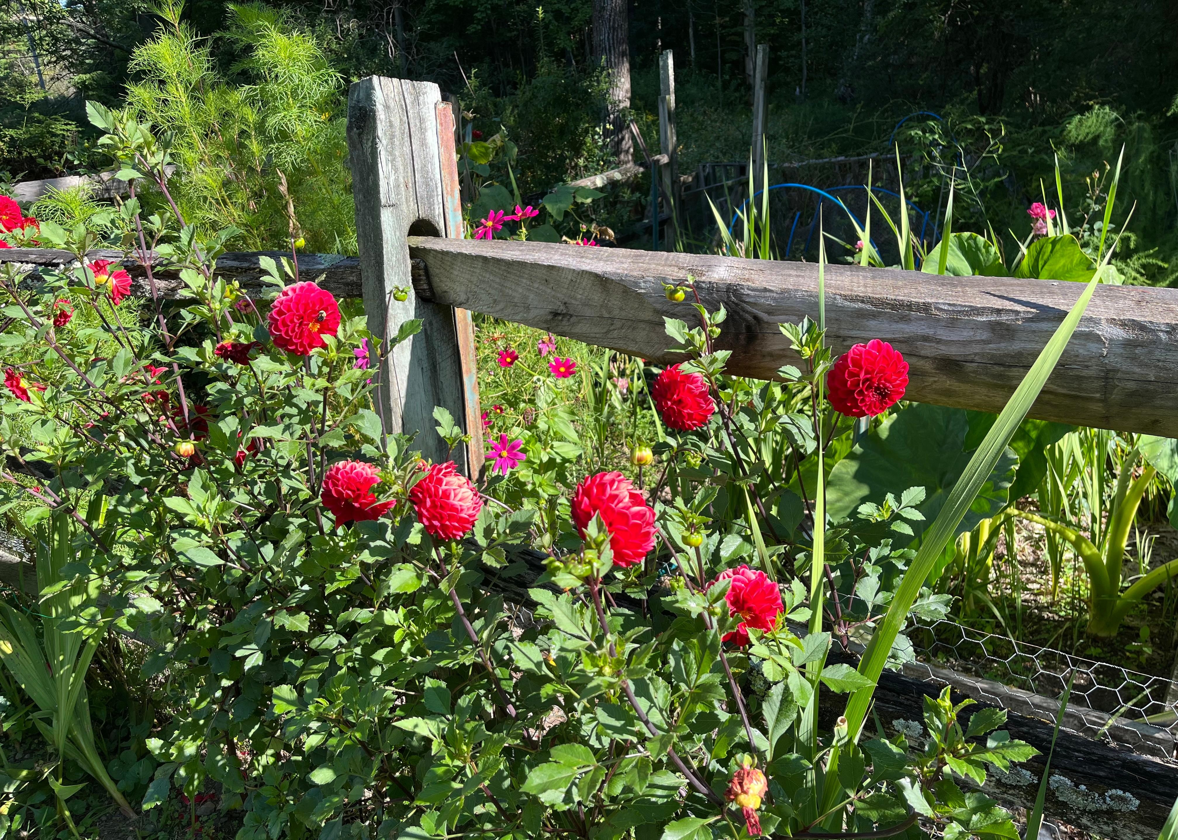 Lovely flowers on the property! 