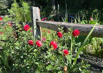 Lovely flowers on the property!