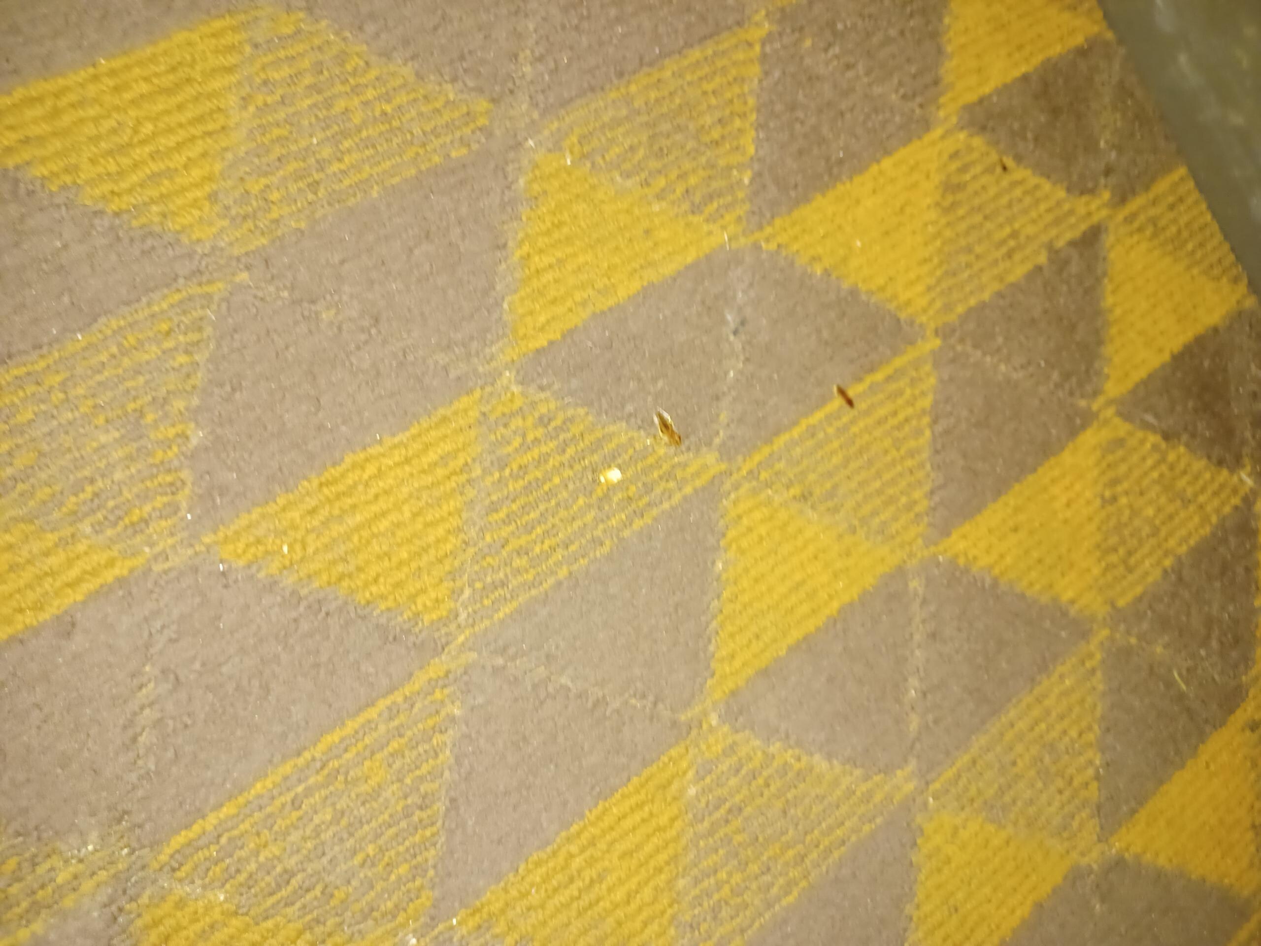 Roaches on carpet