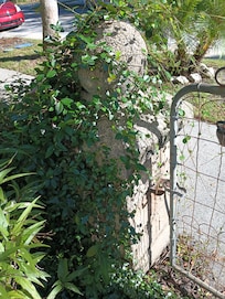 Weeds all over and gate broken made it hard to get in and out