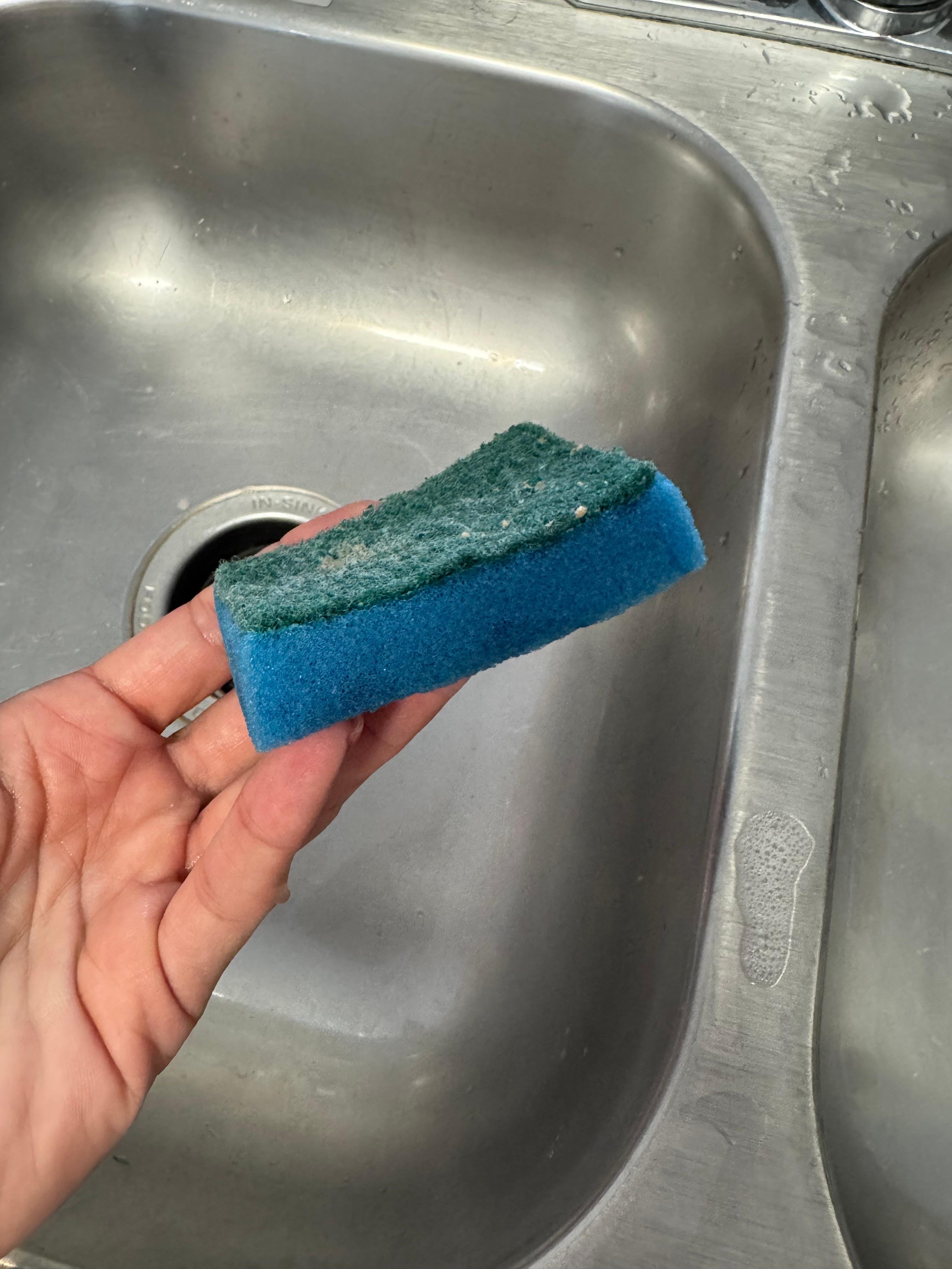 The sponge to clean our dishes. HELL NO.