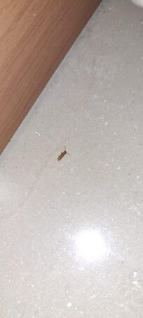 Inseto morto no quarto menor