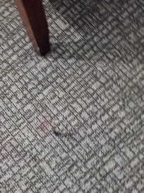 More carpet stains