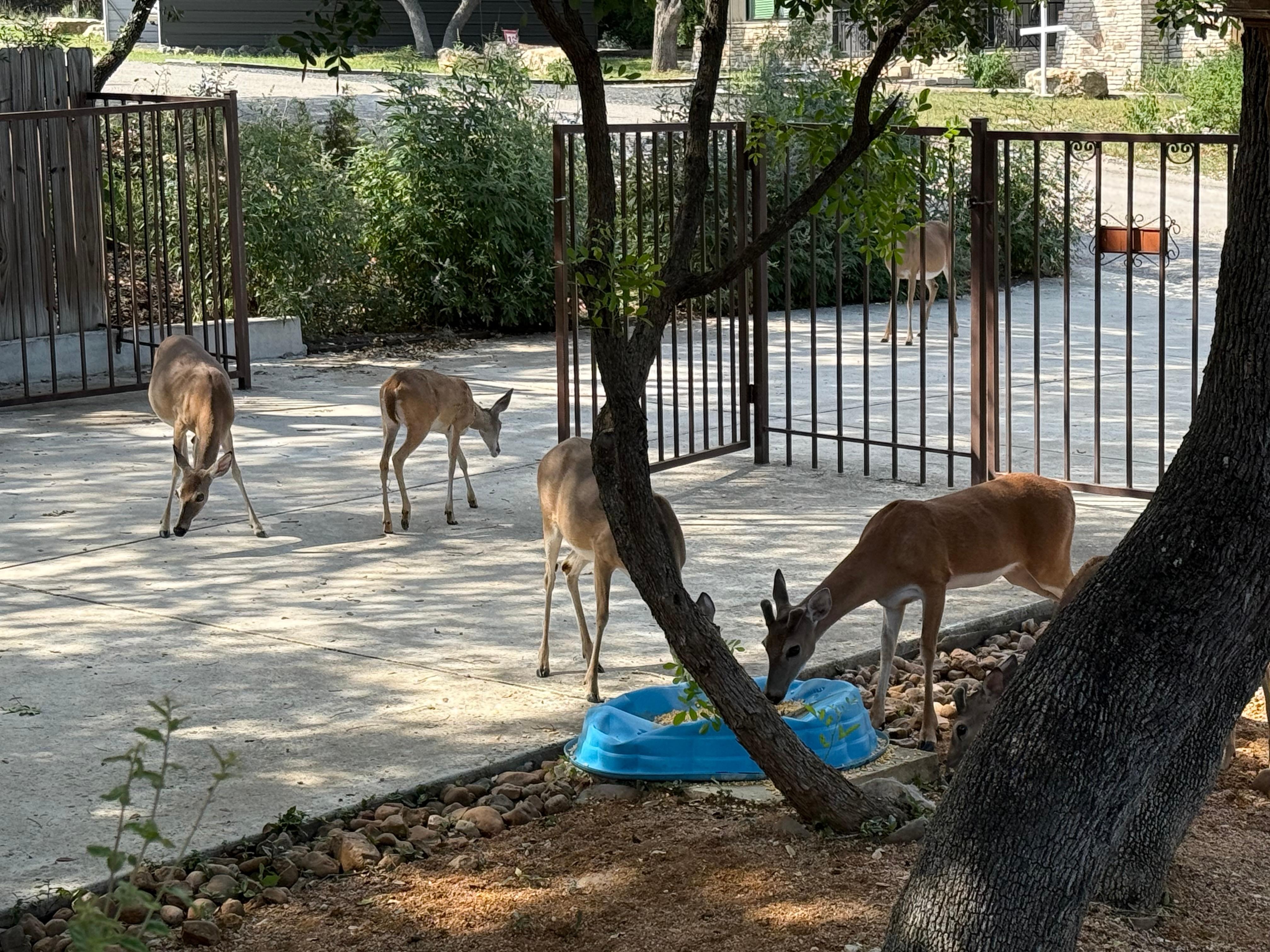 Deer came to eat
