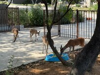 Deer came to eat