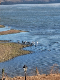 Wildlife at your fingertips.