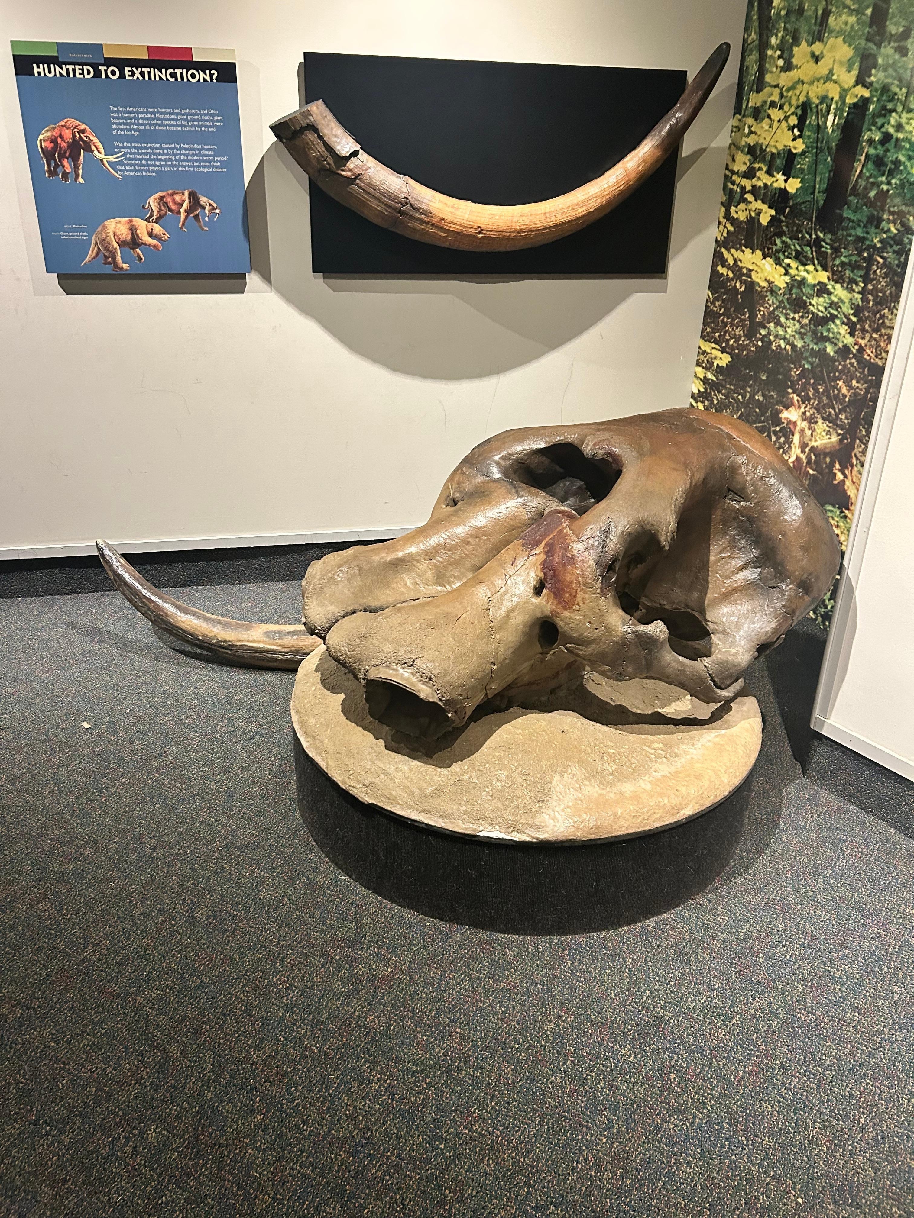 Mammoth skull display at museum at Fort Ancient Hopewell UNESCO site