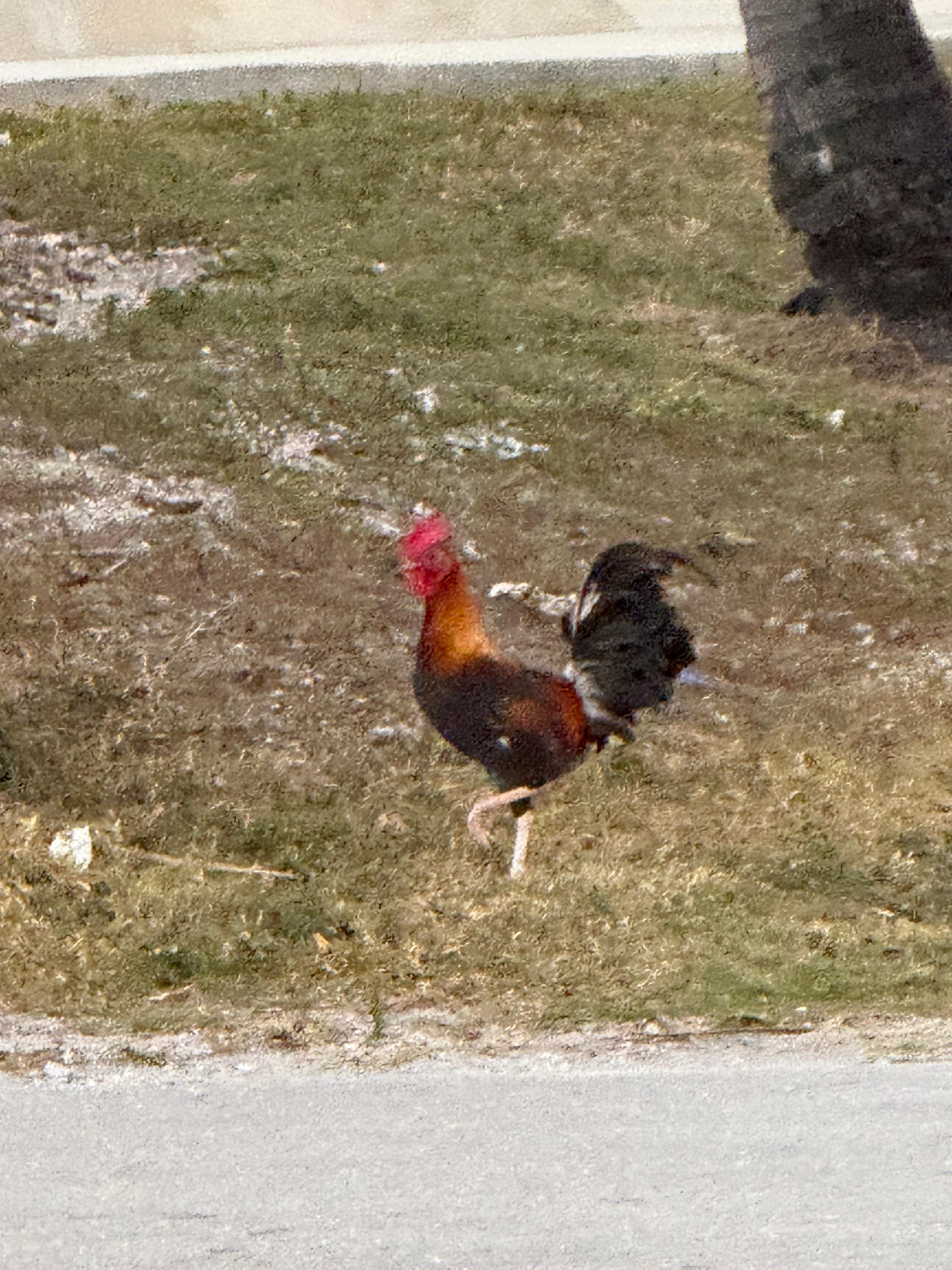 Welcoming Rooster at win Dixie parking , you should be there at sundown to hear him 