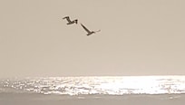 Pelicans circling the ocean and creek