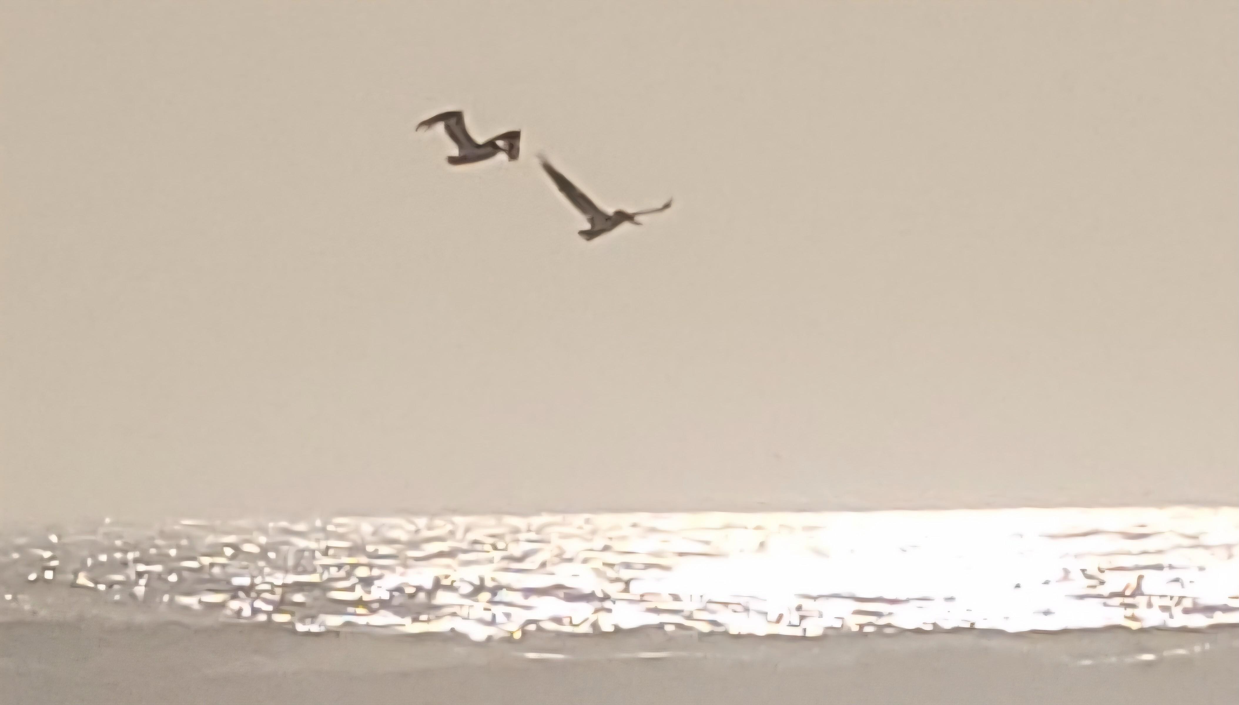 Pelicans circling the ocean and creek