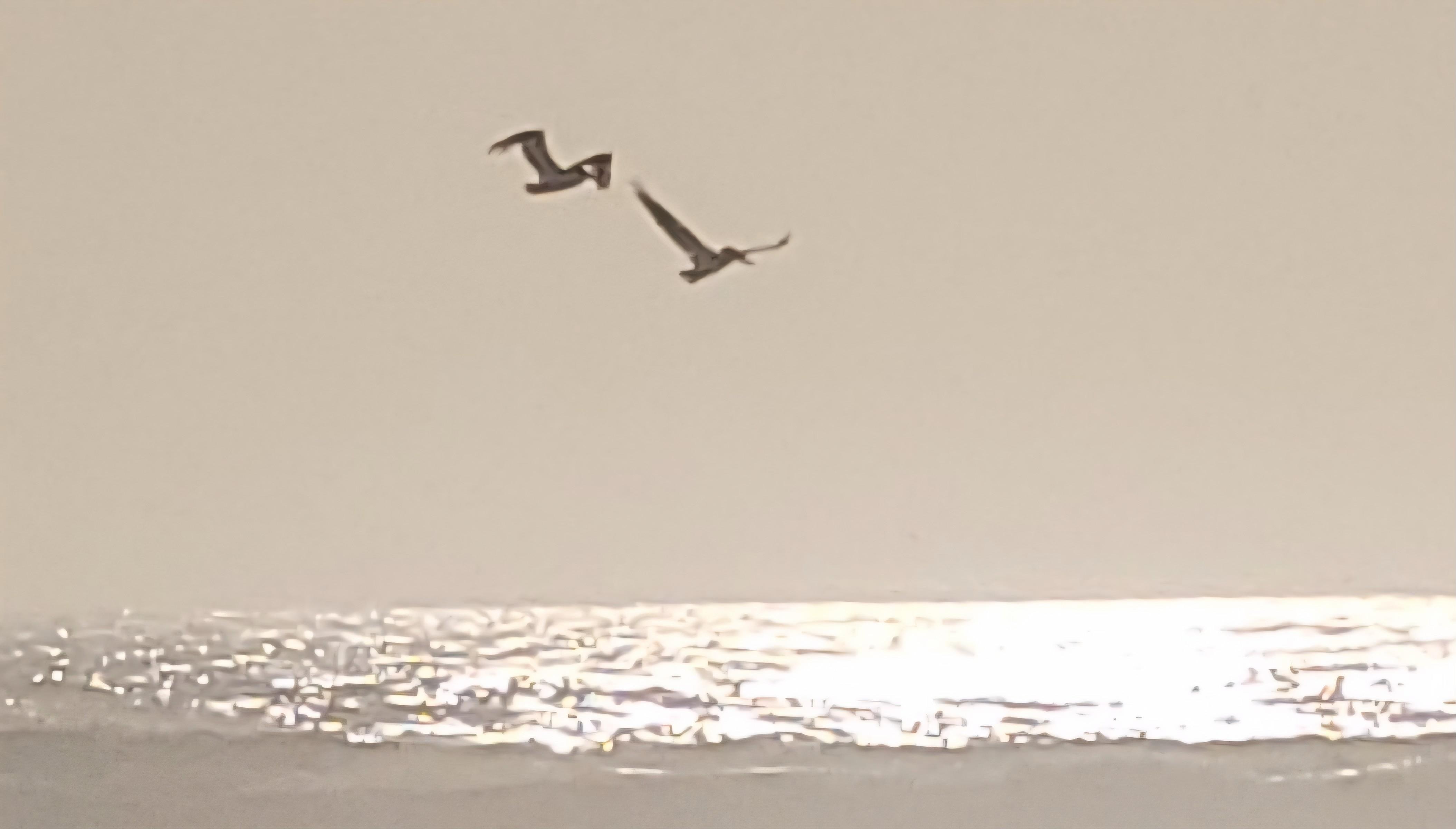 Pelicans circling the ocean and creek