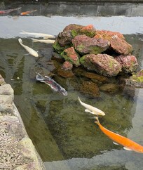 Koi in pond near parking lot