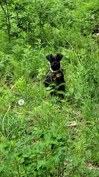Dog-friendly walking trail