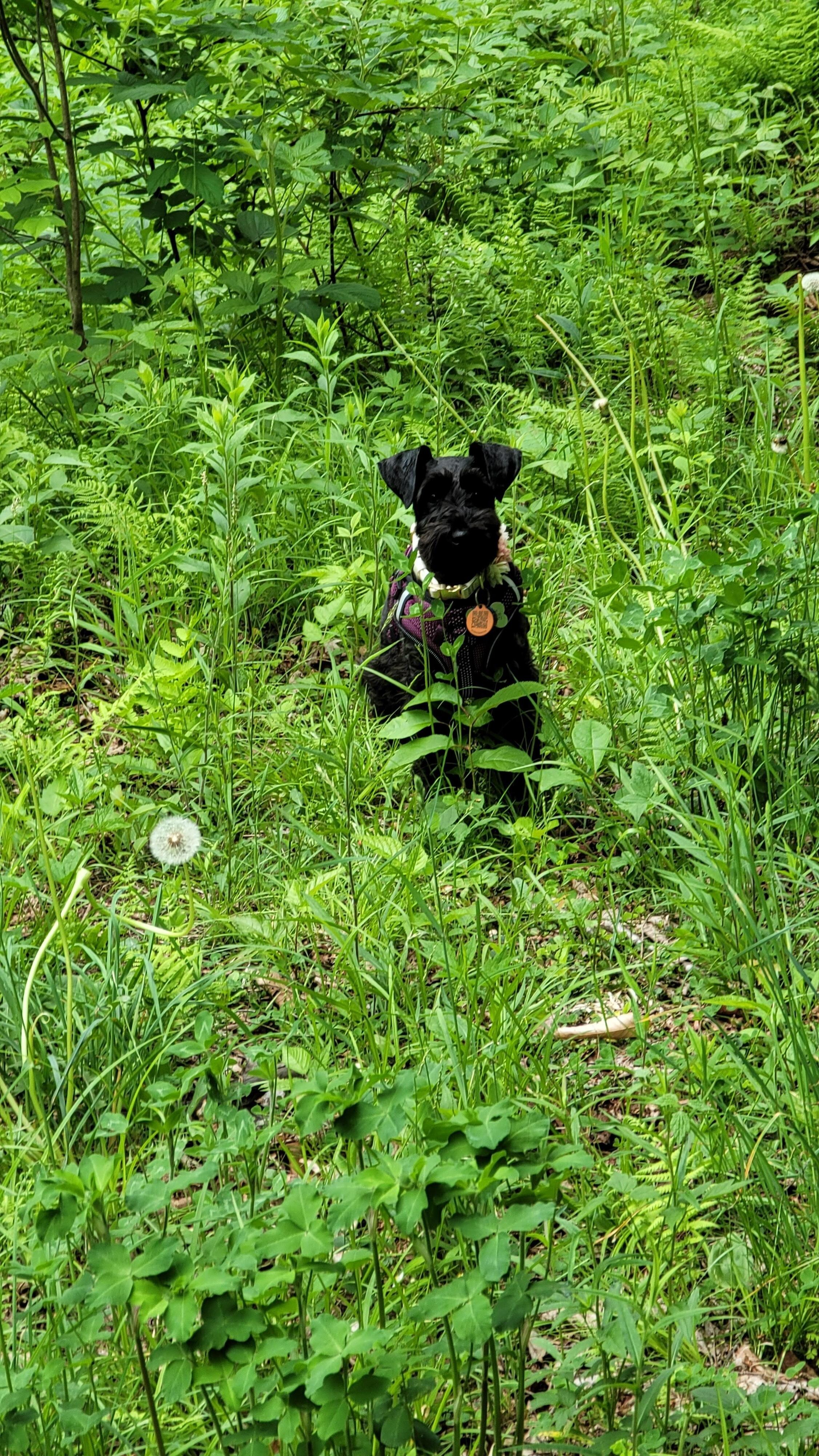 Dog-friendly walking trail