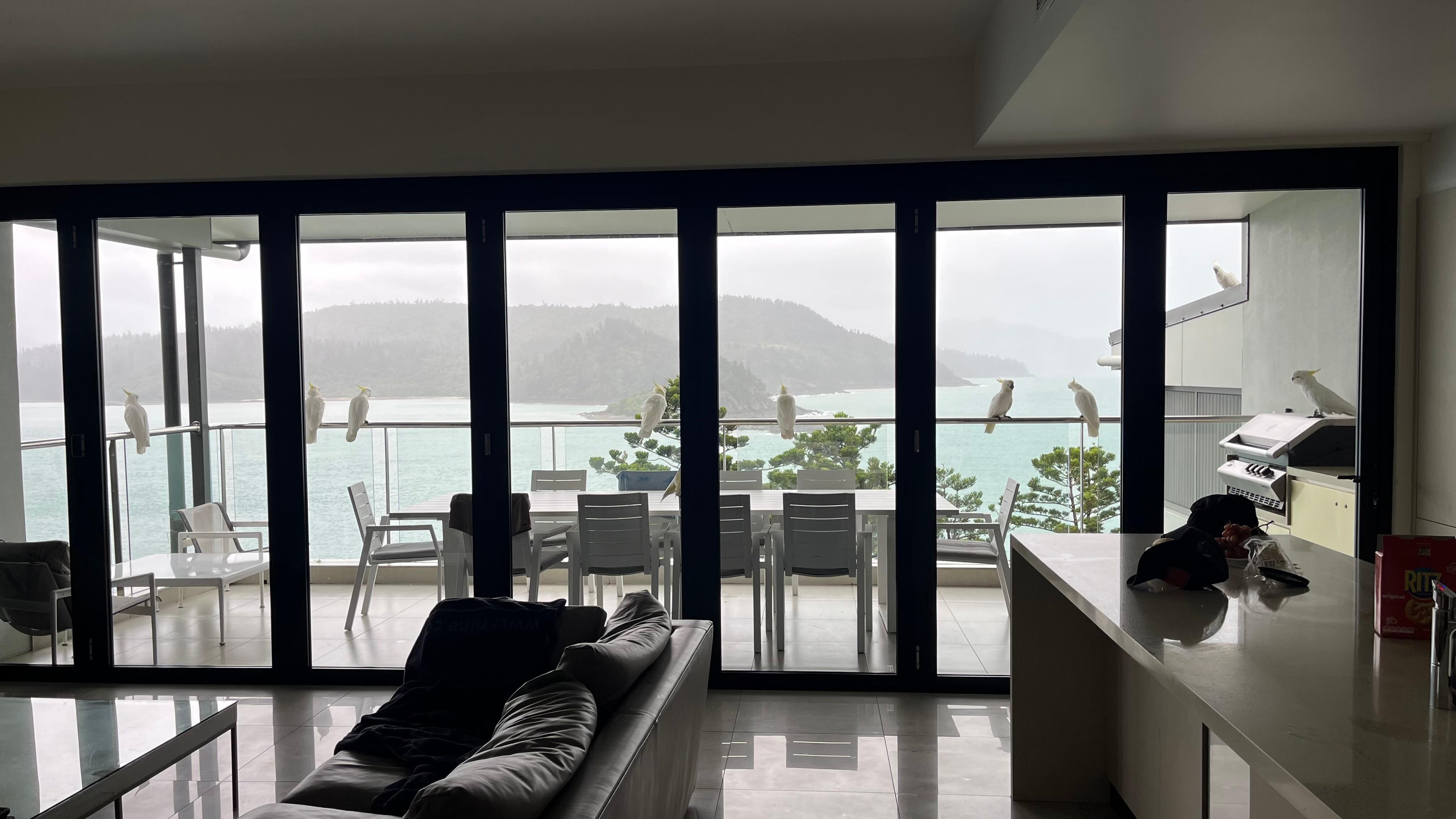 The cockatoos come in flocks 