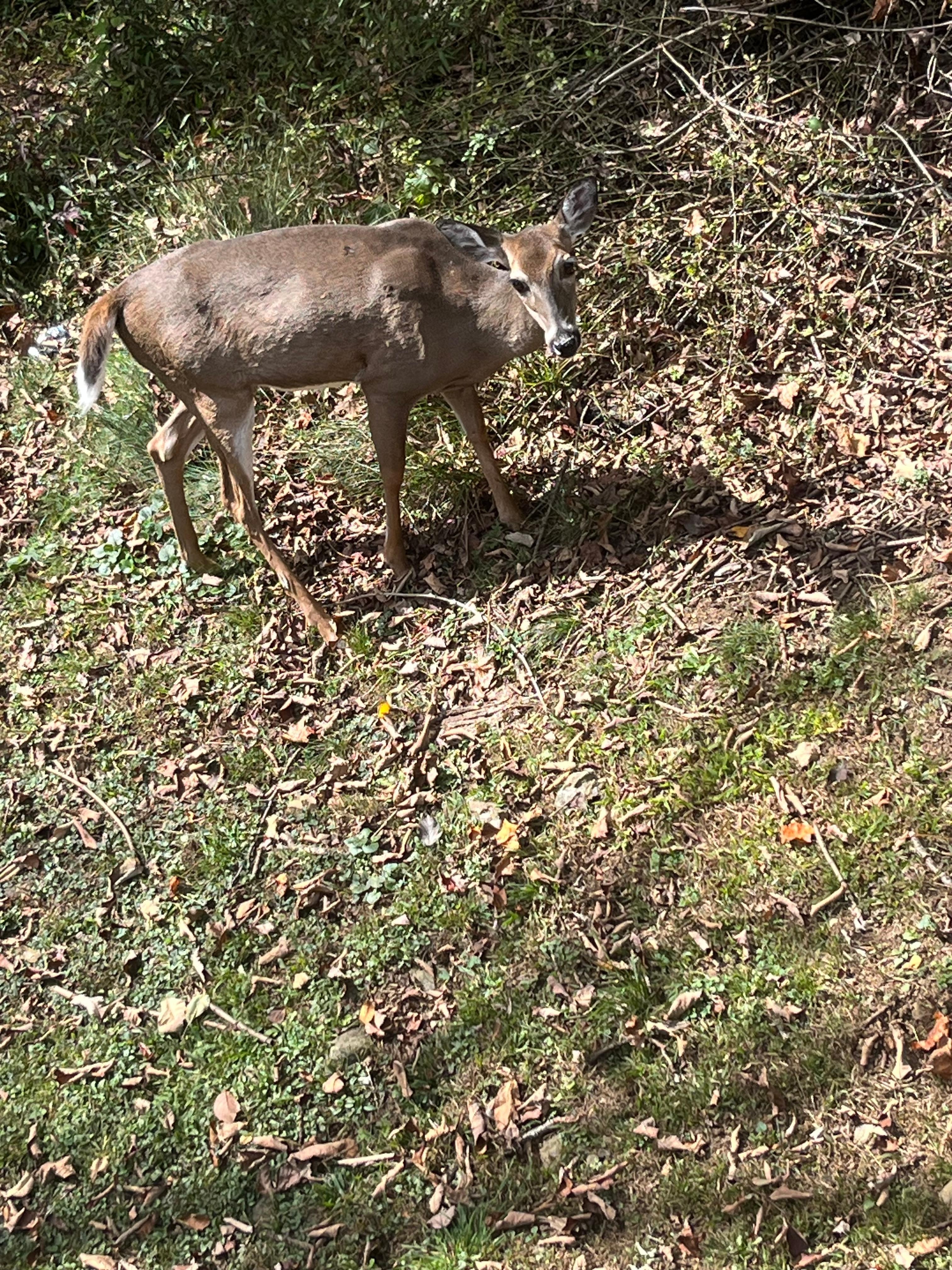 Lots of deer came right up to the house to visit ❤️