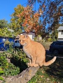Jack the cat, A very friendly fellow.