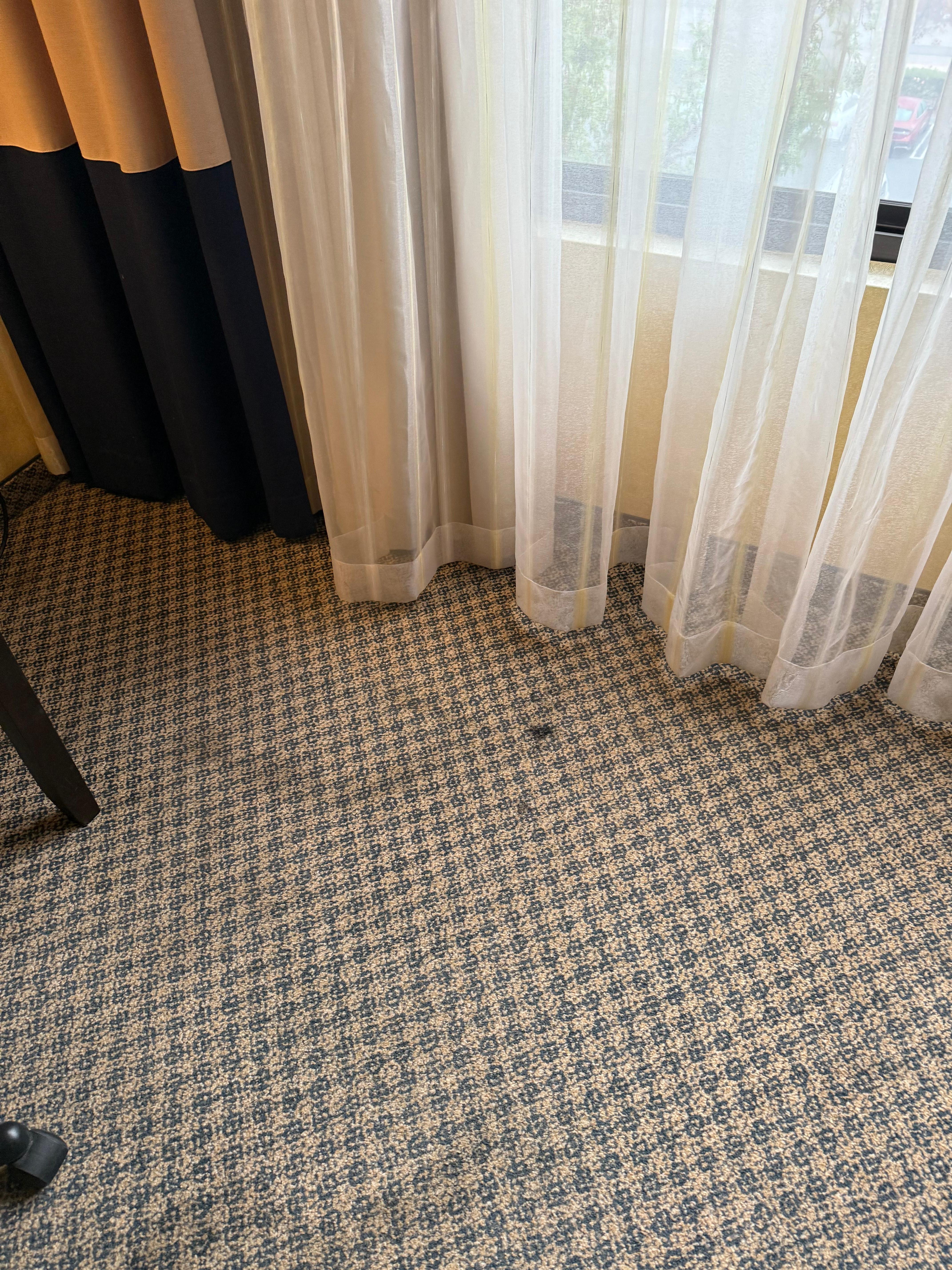 One of a few stains on carpet. Gross!