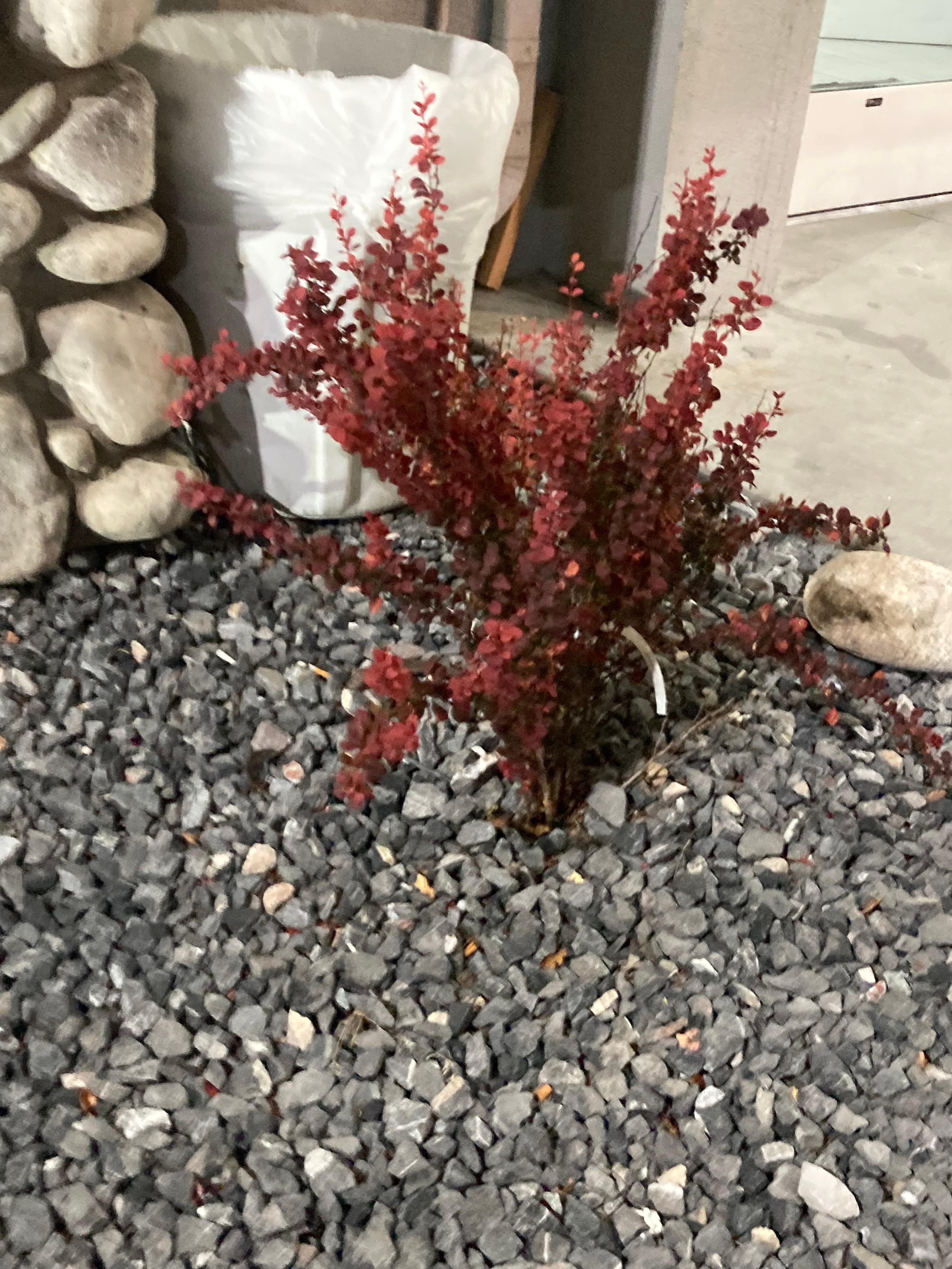 Pretty fire red bush