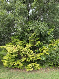Hinoki Cypress