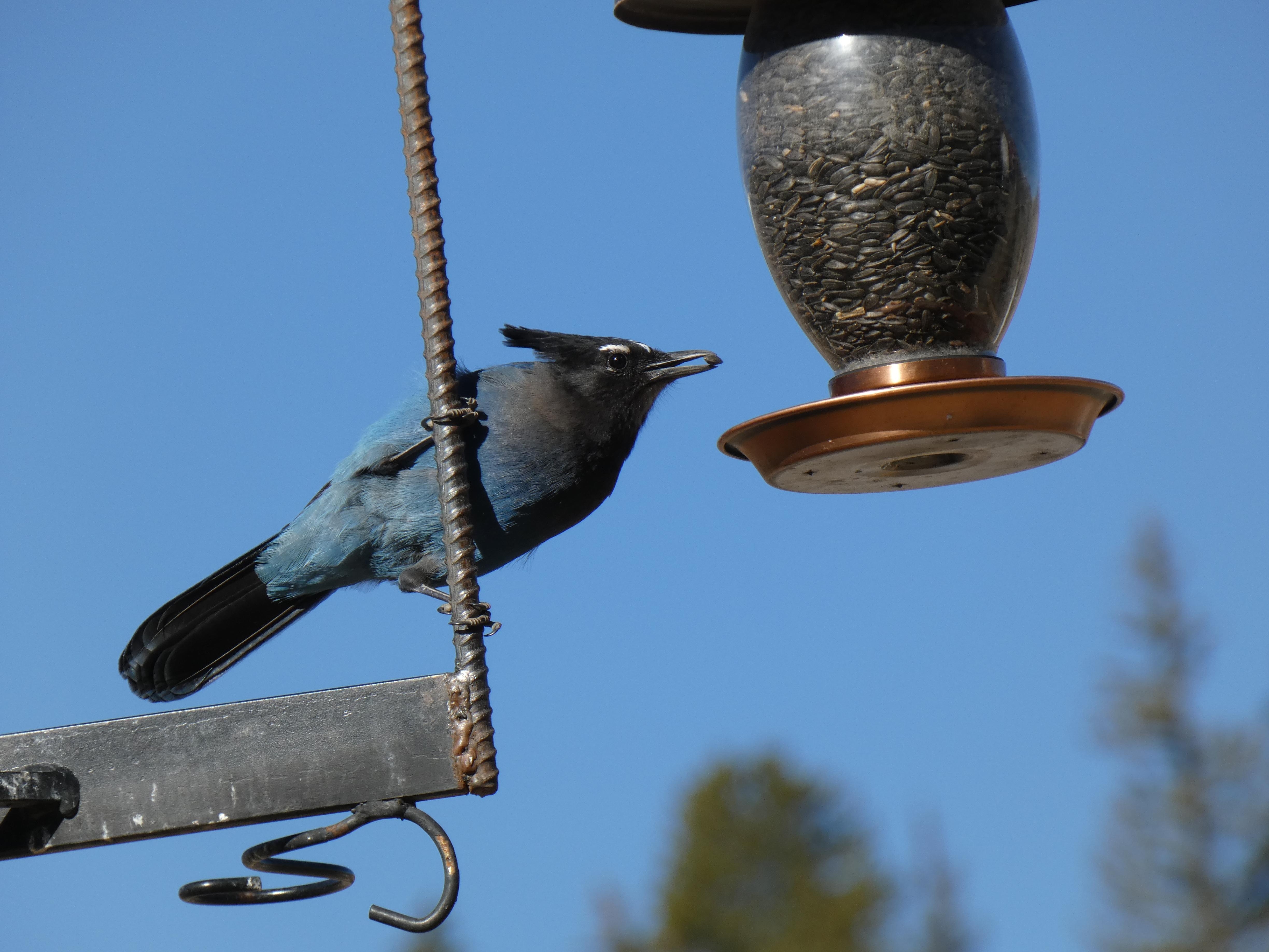 Stellar’s Jay enjoying the buffet.