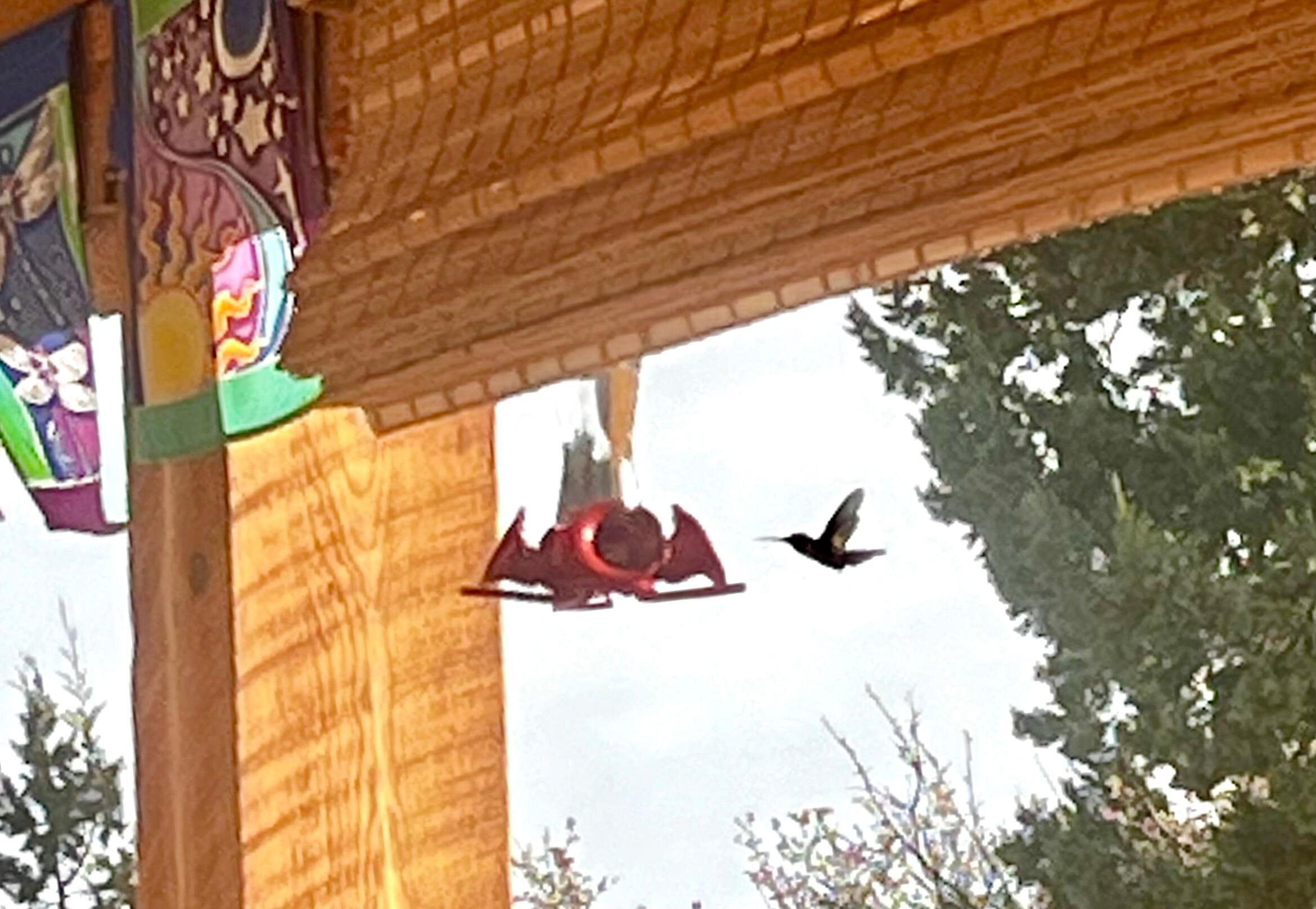 Hummingbird coming in to sip from a feeder on the front porch